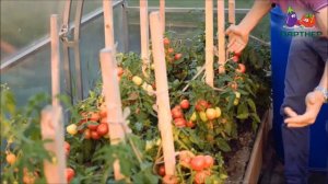 НОВИНКА 2018! САМЫЙ РАННИЙ РОЗОВЫЙ ТОМАТ ДЛЯ ОТКРЫТОГО ГРУНТА   ЛИМЕРЕНС F1