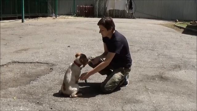 Послушание, первые шаги смотреть онлайн