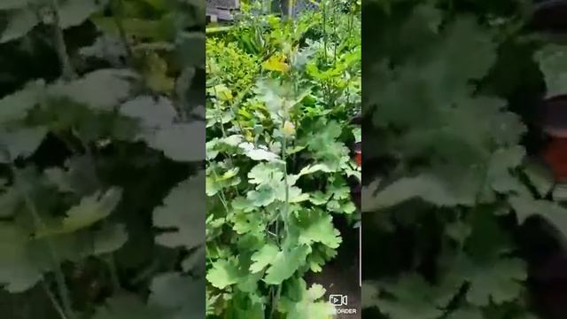 Аптекарский огород. Сад лекарственных растений. Ч.2 18 июня 2020 г.