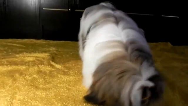 СТЕФАНИ 6 МЕСЯЦЕВ ШИ ТЦУ смотреть онлайн