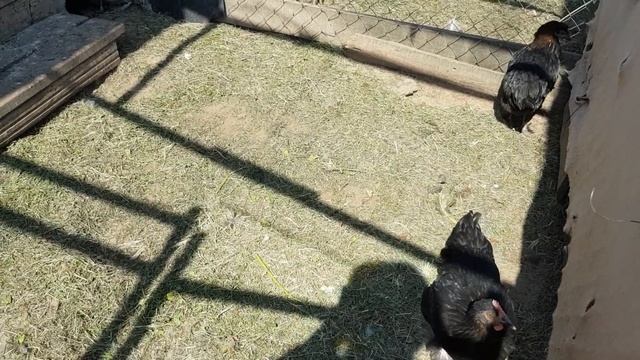 Брама Изабель,Билефельдеры,Ливенские,Павловка,утки французской тяжёлой линии. смотреть онлайн