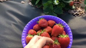 12 июля 2021г клубника (садовая земляника) сорт Лорд!