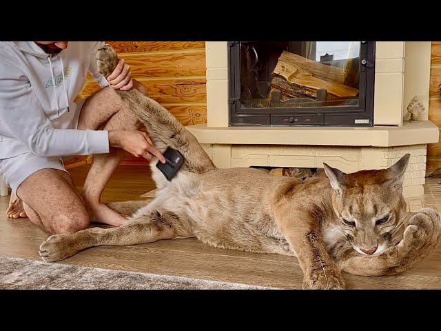 Месси берёт расчёску в лапы и просит чтобы его чесали. Пума Месси и его пушистые гамаши смотреть онлайн