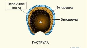 Онтогенез  Эмбриональный период