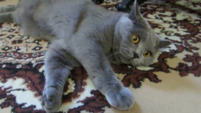 Кот отдыхает на коврике смотреть онлайн