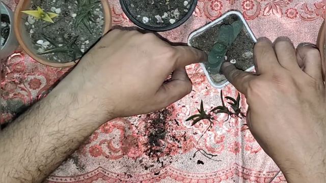 Gasteria Baylissiana Succulent Plant Propagation Repotting смотреть онлайн
