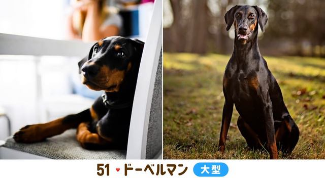 ❤️人気100犬種の子犬から成長後 〜かわいい笑顔編〜 смотреть онлайн