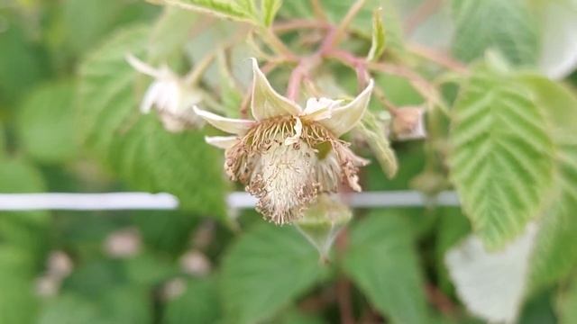 Otworzone kwiatostany - relacja z plantacji maliny letniej Cascade Delight смотреть онлайн