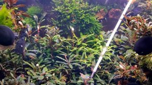 Генератор СО2 на лимонной кислоте в баллонном исполнении.C AliExpress ПРОРАБОТАЛ БОЛЬШЕ 40 ДНЕЙ!!!!