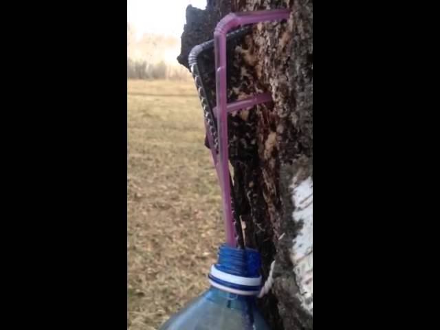 Сбор березового сока смотреть онлайн