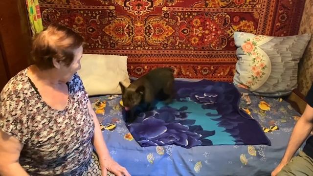 с ДАНИЛОМ к МАМЕ ей снится дача а МАСЯ непослушная антилопа смотреть онлайн