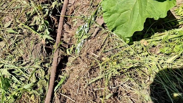 Приехал на очередную заброшку покопать металла и улыбнулась удача. смотреть онлайн