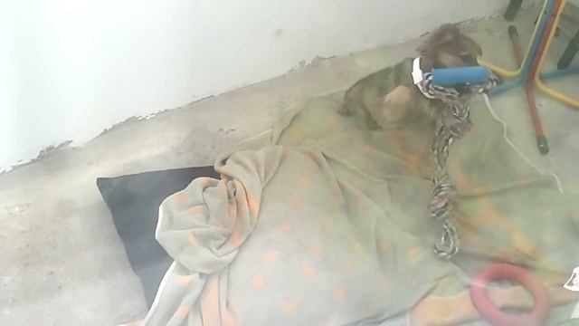 Отдается в добрые руки щеночек смотреть онлайн