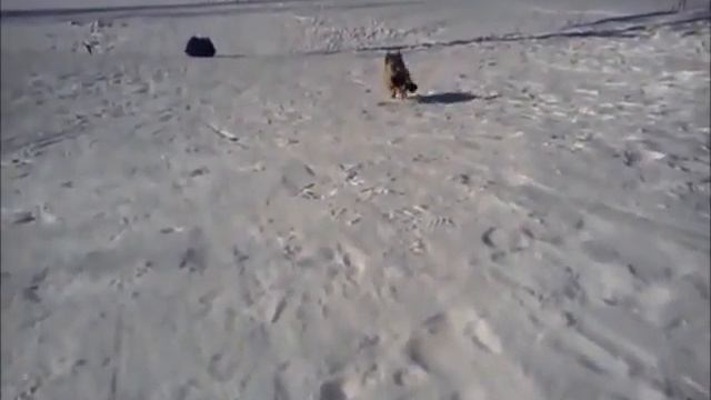 Коди скачет по снегу за варежкой смотреть онлайн