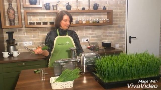 КАК ГОТОВИТЬ ПШЕНИЧНЫЙ ЗЕЛЕНЫЙ СОК смотреть онлайн