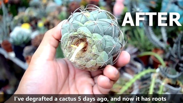 How to SAVE your ROTTING Cactus // PAANO I-SAVE ANG NABUBULOK MONG CACTUS смотреть онлайн