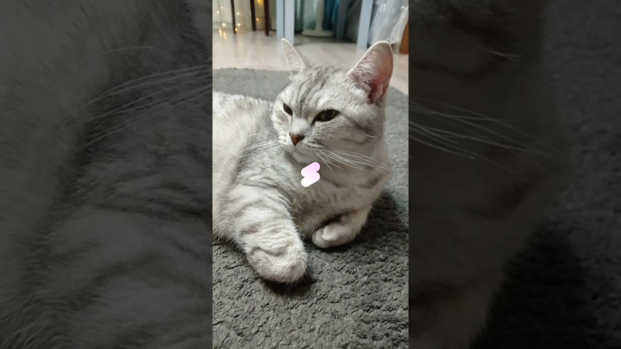 Милый котик #shorts смотреть онлайн