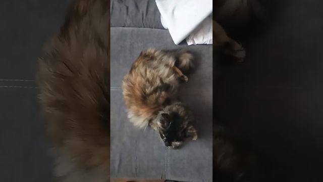 А потом суп с котом ?