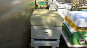 ответы на вопросы по улью биненхаус ( bienenhaus ) -  купил улей, что дальше