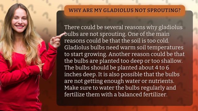 Why Are My Gladiolus Not Sprouting?