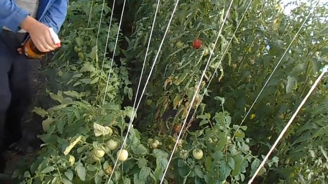 Спасаем томаты от вершинной гнили и магниевой недостаточности смотреть онлайн