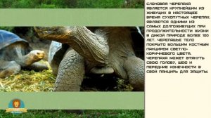 Мир малышам. Слоновая черепаха