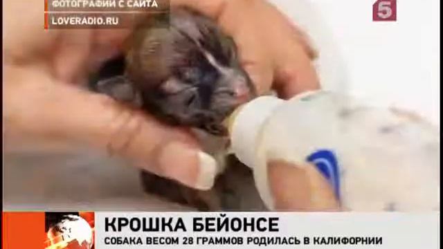 Самая маленькая собачка