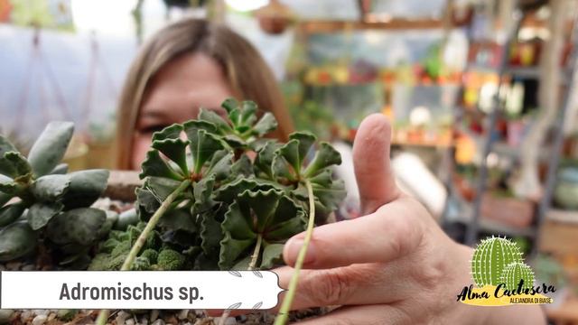 34 SUCULENTAS IDENTIFICADAS // Nombres cientificos y sus cuidados II #SuculentasQueEnamoran смотреть онлайн