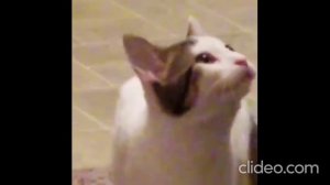 Кот широко открывает рот (Оригинал мема). Pop cat (Original meme).