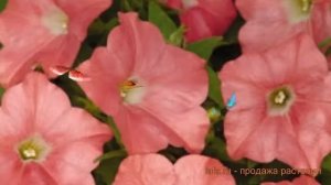Петуния ампельная Изи Вейв Корал Риф ? обзор: как сажать, семена петунии Изи Вейв Корал Риф