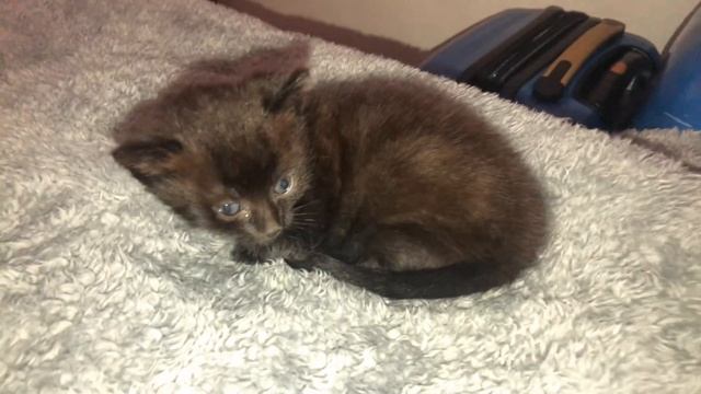 Nameless kitten sleepy смотреть онлайн