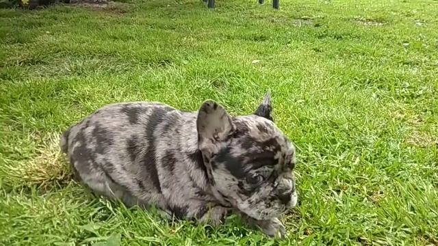 Щенок французского бульдога окрас мерле смотреть онлайн