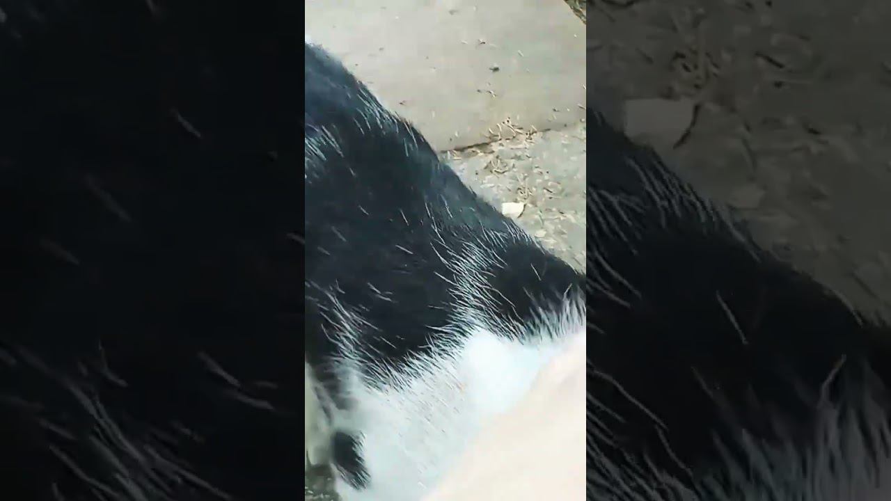 А в городе Лето #cat #питомцы #кошка #кот #милота #дача смотреть онлайн