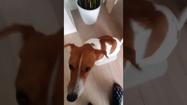 Вес Микки до и после прогулки смотреть онлайн