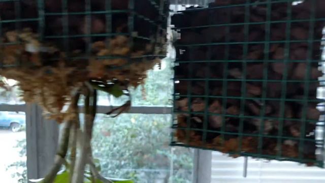 What my plants are doing (quick update) смотреть онлайн