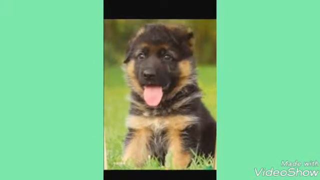 Самые милые животные смотреть онлайн