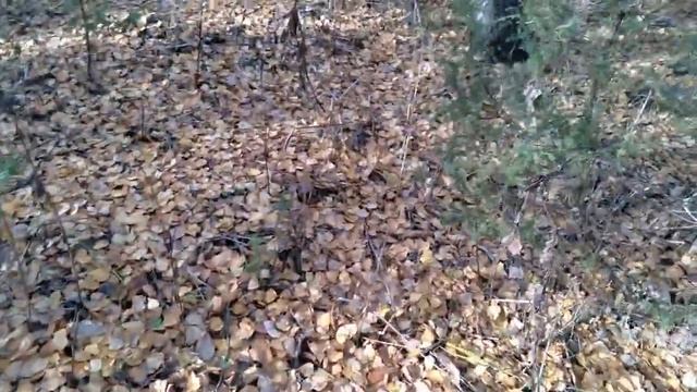 Забрал остатки древесины и нашел КАП. смотреть онлайн