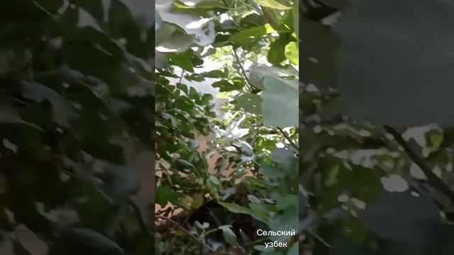 Особенности инжирного дерево смотреть онлайн