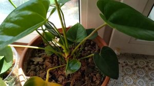 #антуриум#цветынаокошке#желтеетлист  желтеет лист у антуриума в чем дело? виноват ЦИОН?