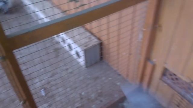 Fantail Pigeons-3 голуби павлины