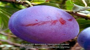 Сорт сливы венгерка Донецкая — раннеспелый лидер консервных сортов