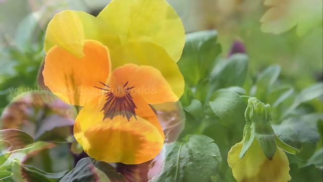 Pansy Flowers 🌸 смотреть онлайн