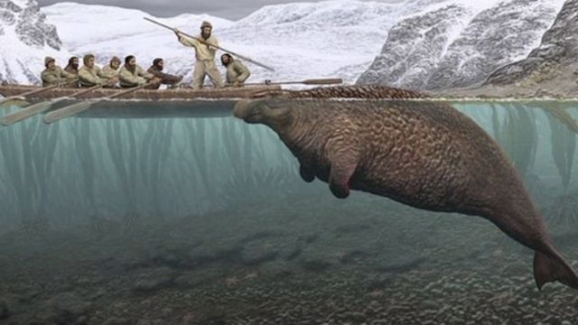 Кто Такая Стелерова Корова?Капустница или Морская Корова? Интересные факты!AnyWild!