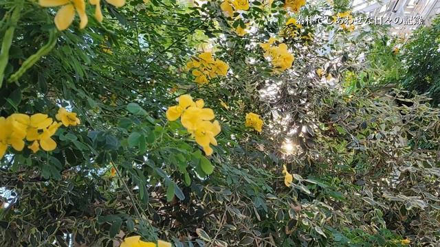【夫婦の旅Vlog】静岡県浜松市[はままつフラワーパーク] смотреть онлайн