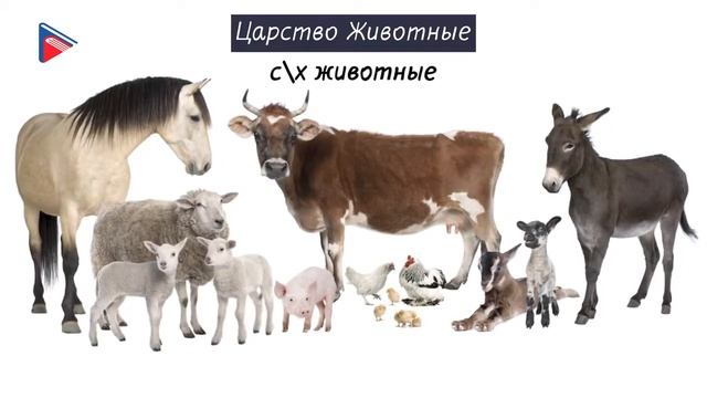 6 класс - Биология - Многообразие живой природы смотреть онлайн