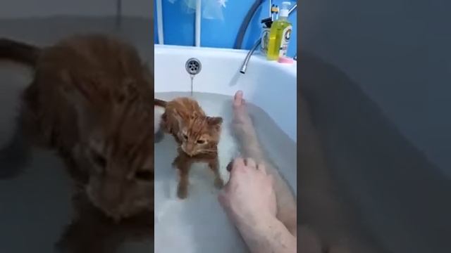 Приучаем котенка мейн кун к воде 2 смотреть онлайн
