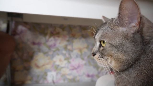 ПАУЗА ЧЕЛЛЕНДЖ С КОТОМ КЕВИНОМ | ПРАНКИ ЗВЕРОРОДИТЕЛЕЙ смотреть онлайн