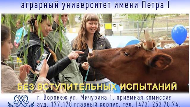 СРЕДНЕЕ ПРОФЕССИОНАЛЬНОЕ ОБРАЗОВАНИЕ смотреть онлайн