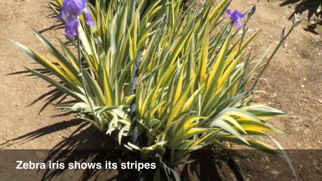 See beautiful iris garden in bloom смотреть онлайн