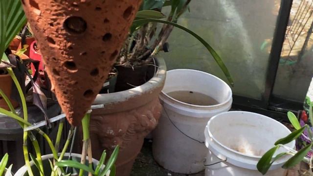 AN ORCHID A DAY EPISODE 231 I CATTLEYA GUATEMALENSIS смотреть онлайн